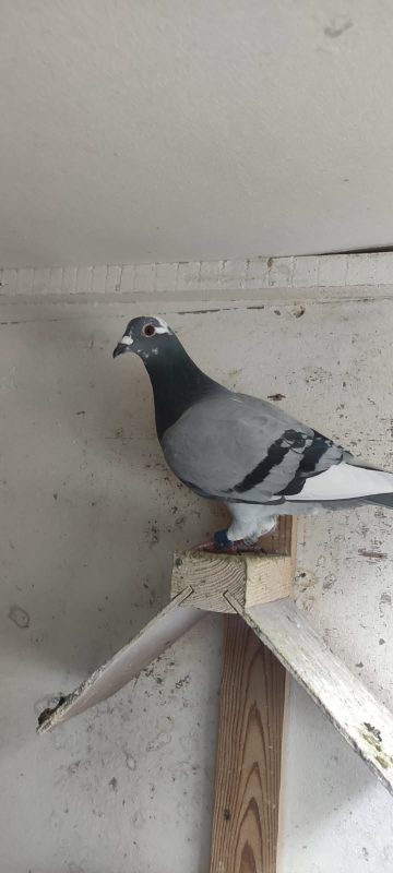 N° 15 : CHARLES Pierre