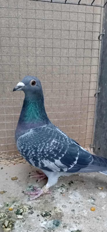 N° 45 : Corroyette Jérôme de Laires