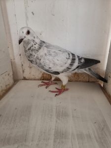 N° 2 : DELOFFRE Olivier