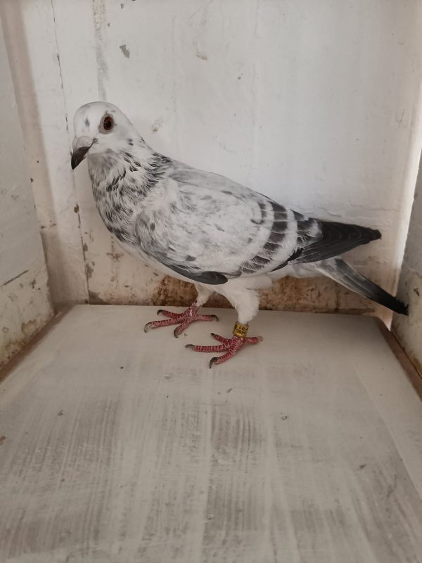 N° 2 : DELOFFRE Olivier