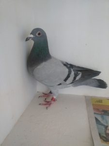 N° 5 : Donkerwolcke Christophe