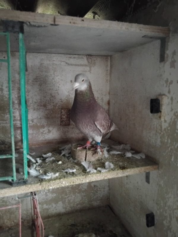 N° 10 : DUJARDIN Hervé