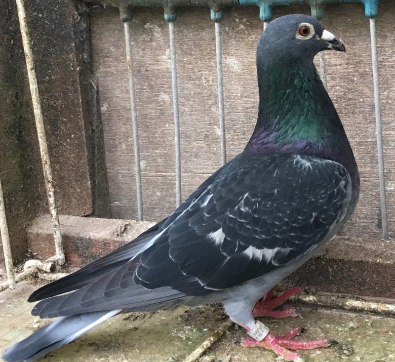 Duquesnoy franck 169093 25