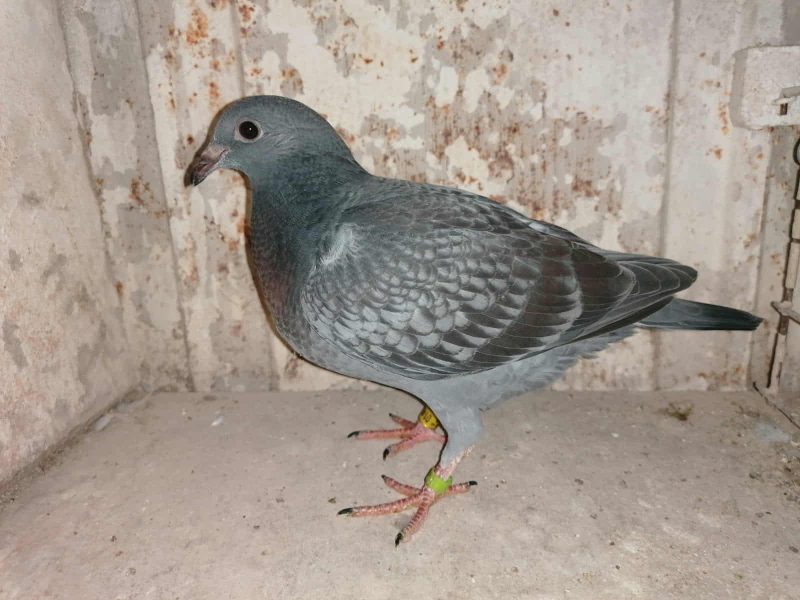 Fruchart photo jeune 2