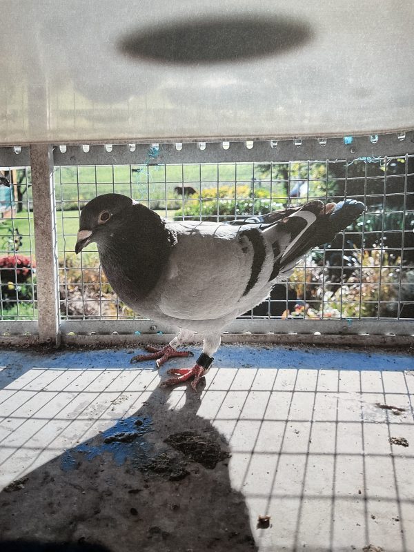 N° 3 : HANZEN-FONTAINE