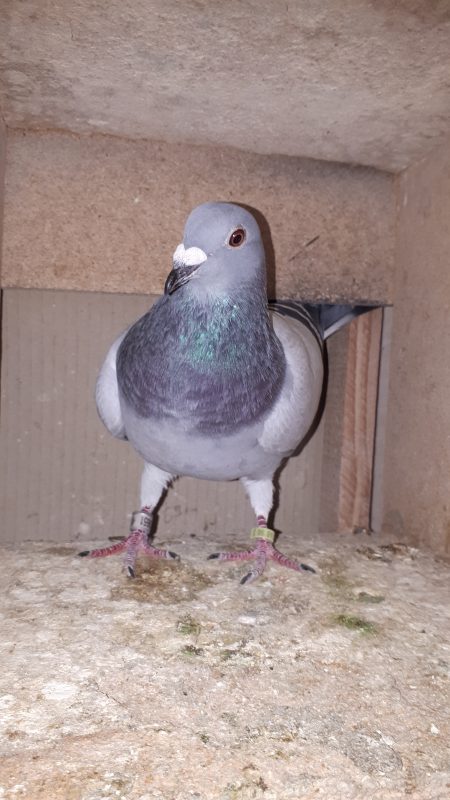 N° 16 : HERBIN Bernard