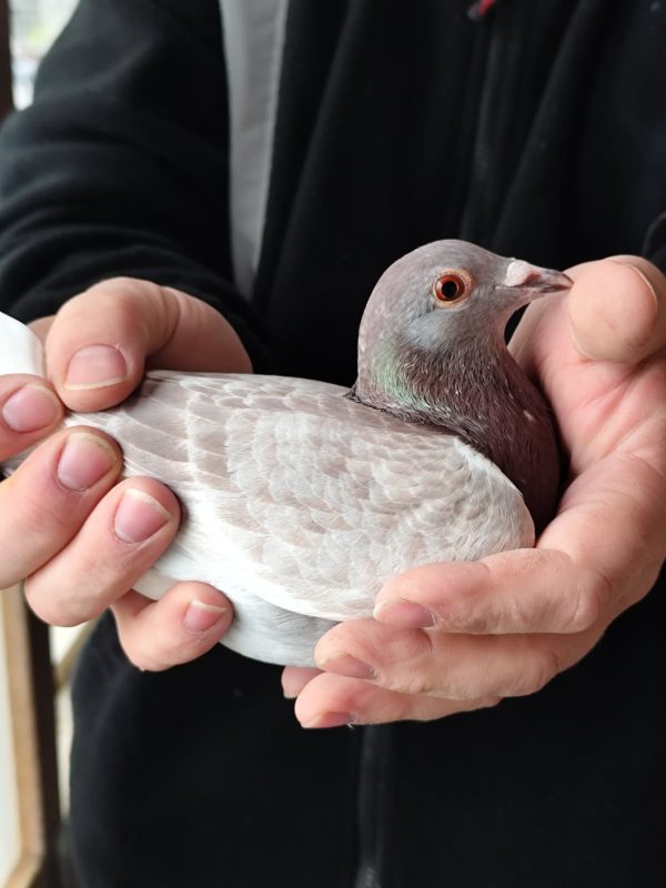 N° 14 : HUET René-Pierre