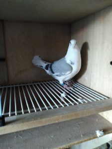 N° 19 : LANGRAND Hervé