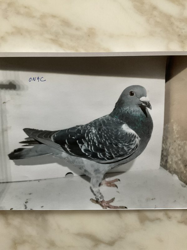 N° 13 : ONA ALEXANDER