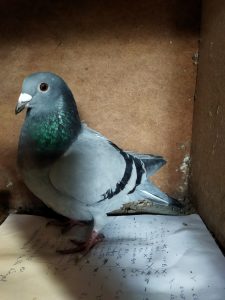 N° 12 : PARENT Vincent