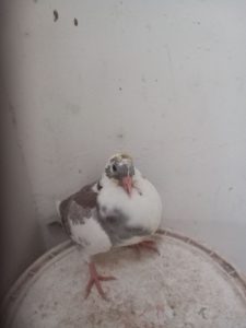 N° 26 : Petelak Michel/Froment Brigitte de Hernicourt