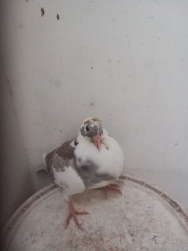 N° 26 : Petelak Michel/Froment Brigitte de Hernicourt