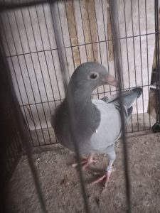 N° 27 : Petelak Michel/Froment Brigitte de Hernicourt