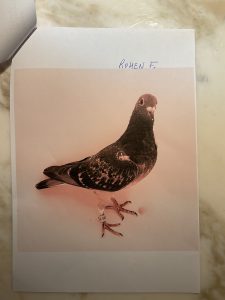 N° 23 : ROHEN FRANK