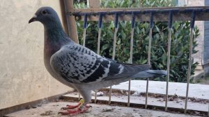 N° 13 : SKURPEL Alain