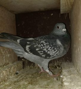 N° 18 : de Lionel TARNUS