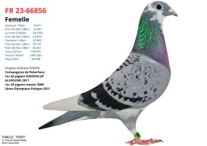 N° 20 : Famille THIERY