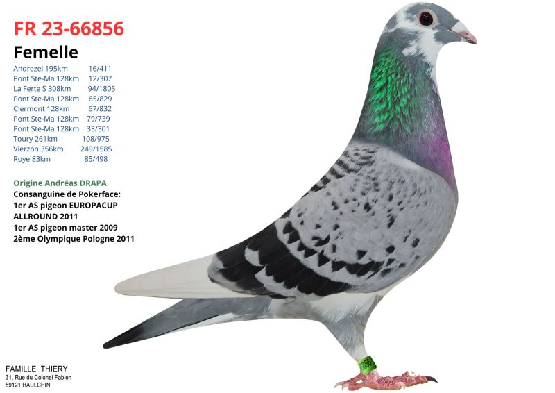 N° 20 : Famille THIERY