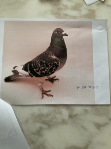 N° 5 : THOMANN/SPITZBARTH