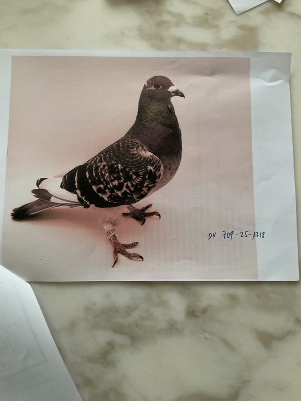 N° 5 : THOMANN/SPITZBARTH