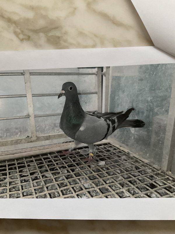 N° 19 : TEAM WAGNER