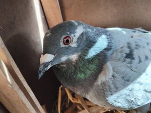 N° 7 : WALLERAND Bernard