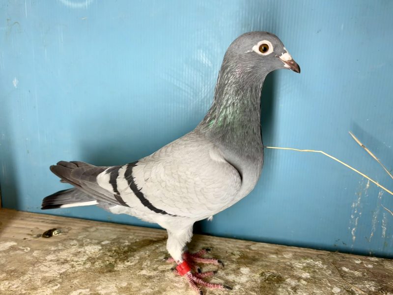 N° 1 : 25-111888 Lignée du 2ème As Pigeon Loft Pirate 2024