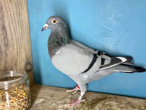 N° 2 : 25-321291 Lignée du 2ème Finale Loft Pirate 2024