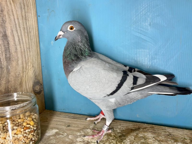 N° 2 : 25-321291 Lignée du 2ème Finale Loft Pirate 2024