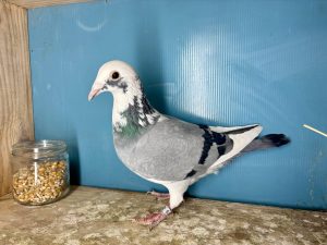 N° 3 : 25-321302 1/2 Frère du 1/1195 Pigeon Race 1 Loft Pirate 2025