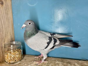 N° 4 : 25-321303 Fils du 57ème x 70ème Finale Loft Pirate 2024