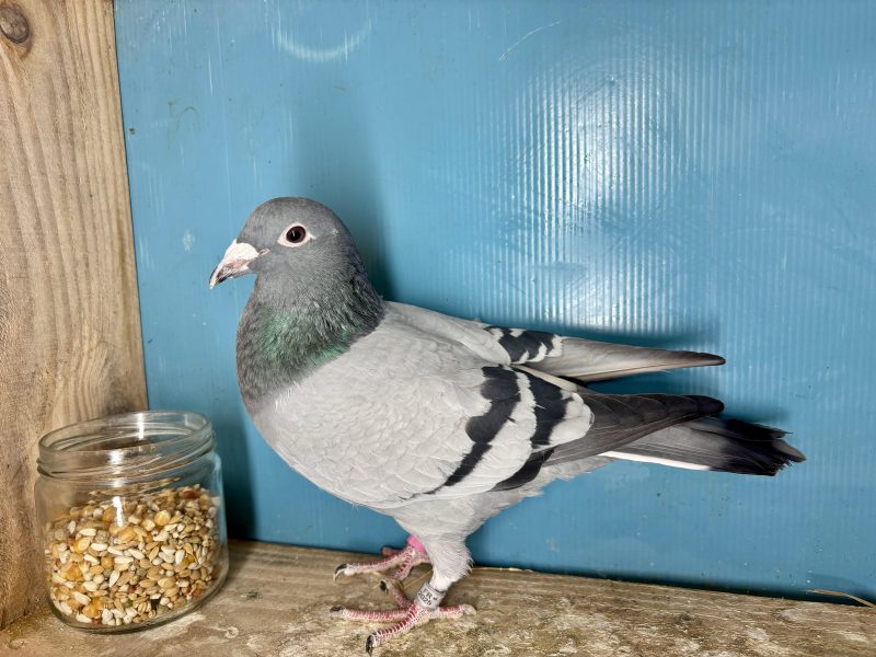 N° 4 : 25-321303 Fils du 57ème x 70ème Finale Loft Pirate 2024