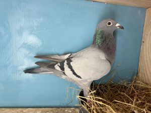 N° 5 : 25-321320 8ème As Pigeon Loft Pirate 2024 x Lignée du 16ème As Pigeon Loft Pirate 2024 Robert Ben