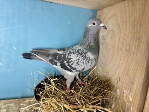 N° 6 : 25-321324 Fils de : 3ème Finale Loft Pirate 2024 x Frère du 2ème As pigeon Loft Pirate 2024