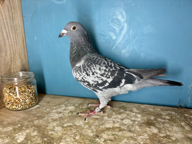 N° 7 : 25-321333 Fils de : 3ème Finale Loft Pirate 2024 x Frère du 2ème As pigeon Loft Pirate 2024