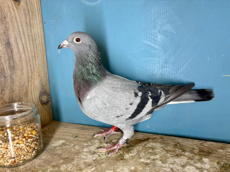 N° 8 : 25-321343 Fils du 24ème/464 Finale Loft Pirate 2024 100% Didier Hoflack