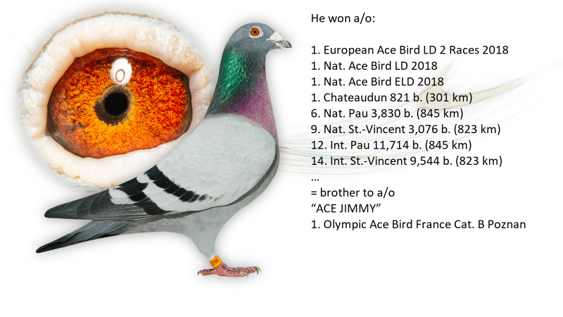 321343 lignée mère