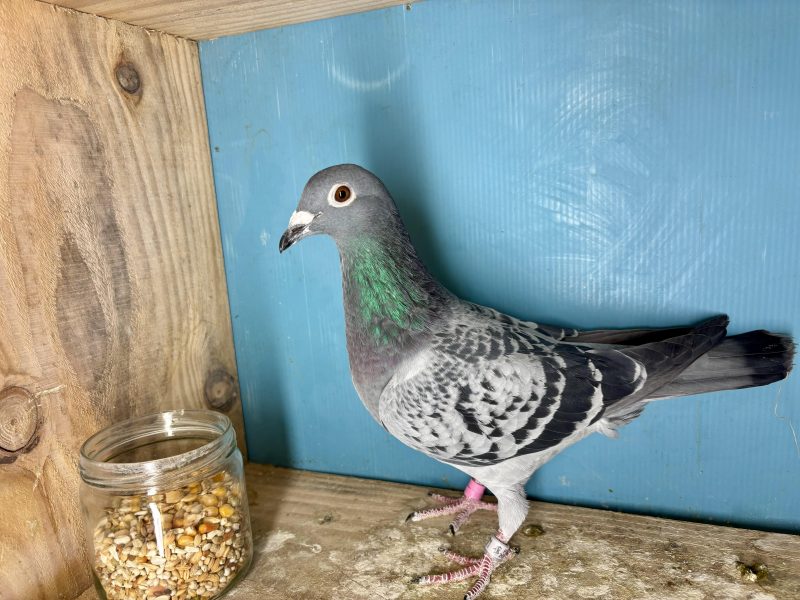 N° 9 : 25-321371 Fils As 1/2 Fond et  Super As 2020 Romain Charvolin x Femelle 50% Robert Ben