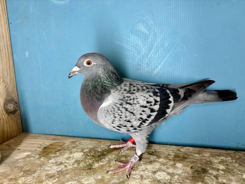 N° 10 : 25-321382 Lignée du 2ème Finale Loft Pirate 2024 x 100% Gaby Vandenabeele