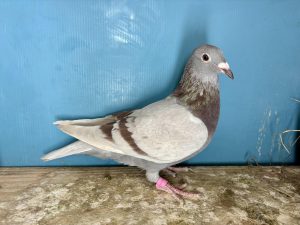 N° 11 : 25-321388 1/2 Frère de 34/464 Finale Loft Pirate 2024 x Fille de 70/464 Finale Loft Pirate 2024