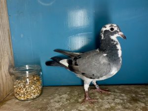 N° 12 : 25-334716 Fils du 7ème As Pigeon Loft Pirate 2024 et 15ème en Finale Lignée Best Kittel