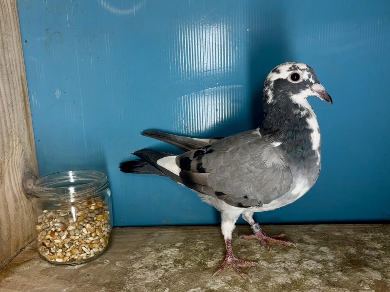 N° 12 : 25-334716 Fils du 7ème As Pigeon Loft Pirate 2024 et 15ème en Finale Lignée Best Kittel