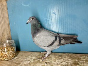 N° 13 : 25-334719 58ème Finale Loft Pirate 2024 et 16ème As Pigeon pur Robert Ben x 9ème Finale Loft Pirate 2024 et 18ème As Pigeon