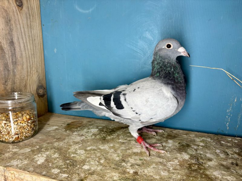 N° 14 : 25-334745 Fils du 7ème As Pigeon Loft Pirate 2024 et 15ème en Finale Lignée Best Kittel