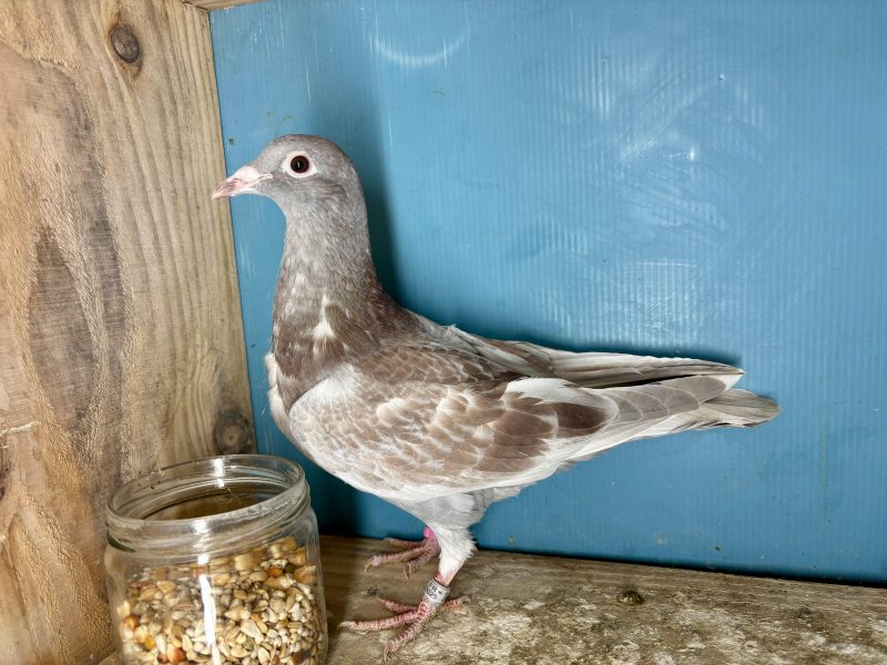 N° 15 : 25-342343 Lignée du2ème Finale Loft Pirate 2025 x 34ème Finale Loft Pirate 2024