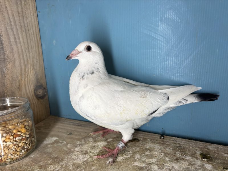 N° 16 : 25-342359 1/2 Frère du 1/1195 Race 1 Loft Pirate 2025 100% Adrian Edu