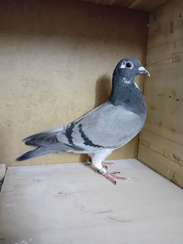 Bazille 20251030 150434 photo