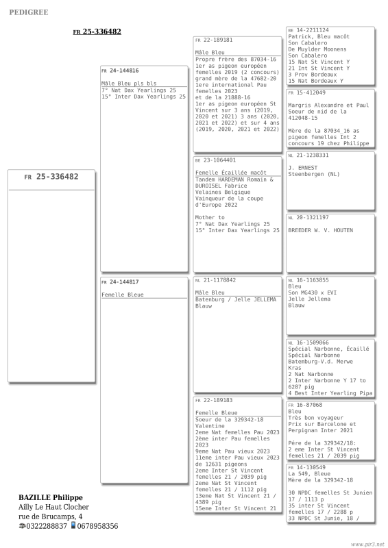 Bazille 336482 25 pédigré