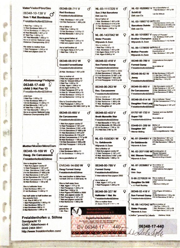 Behih pédigrée mère jeune