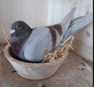 N° 20 : Georges Michael (Mont Saint Genevieve, Belgique)